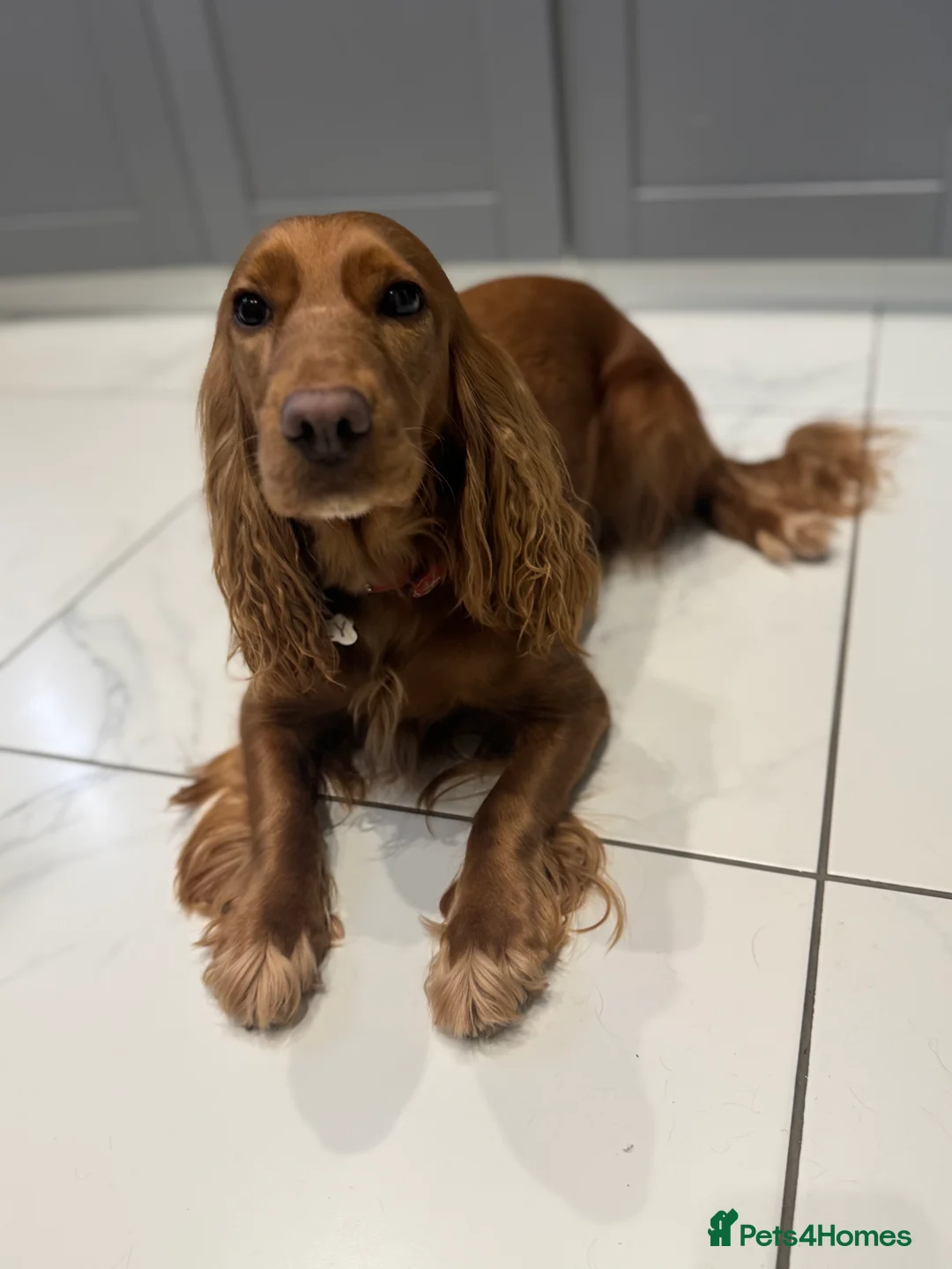 Cocker Spaniel dogs for sale: Show cocker spaniel  - Advert 3