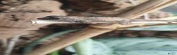 Anole reptiles for sale: Young Sabanus anoles (anolis sabanus) - Advert 3