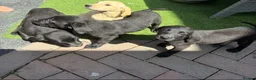 Labrador Retriever dogs for sale: 7 beautiful 5⭐️kc reg labour puppies  in Doncaster - Advert 7