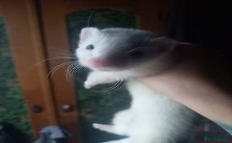 Ferret rodents - Advert 5