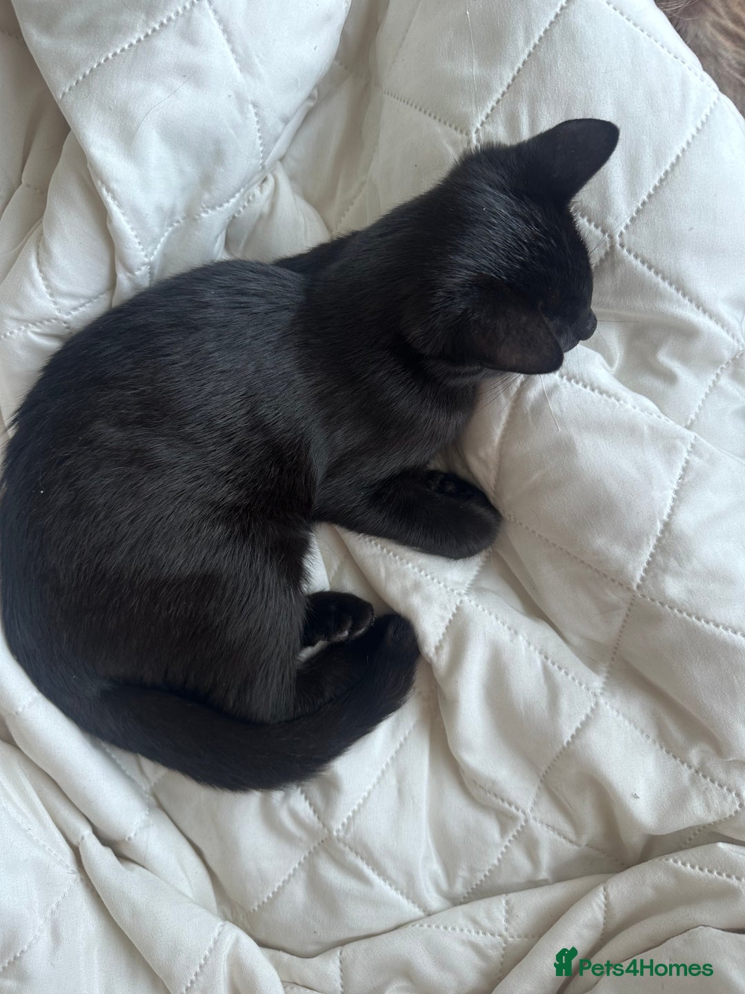 Mixed Breed cats for sale: Black Kitten Ragdoll x British Longhair Mix - Image 4