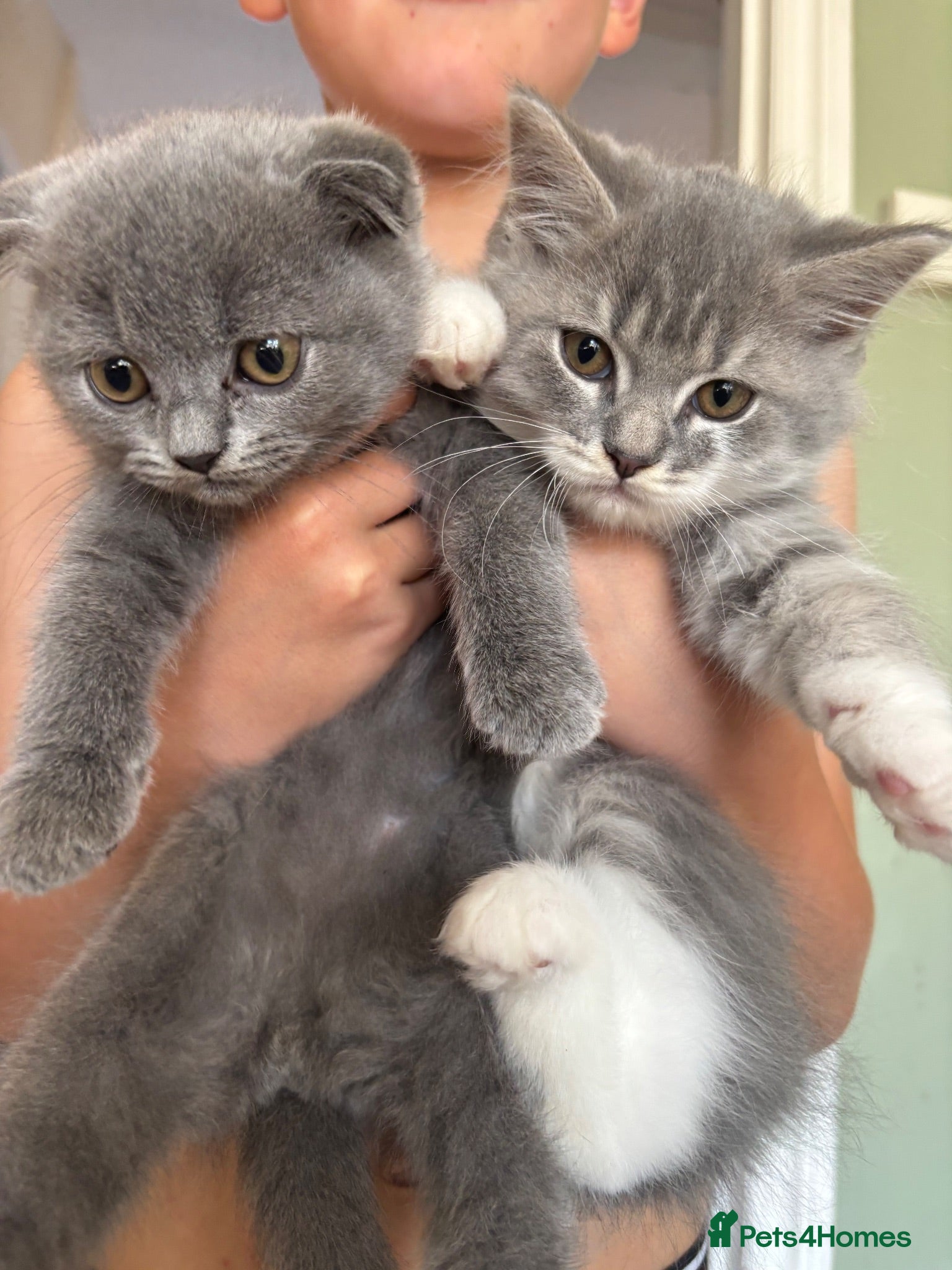 British Longhair cats Beautiful British Kittens 🐾  - Advert 1