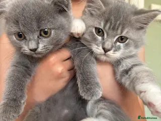 British Longhair cats Beautiful British Kittens 🐾 - Advert 1