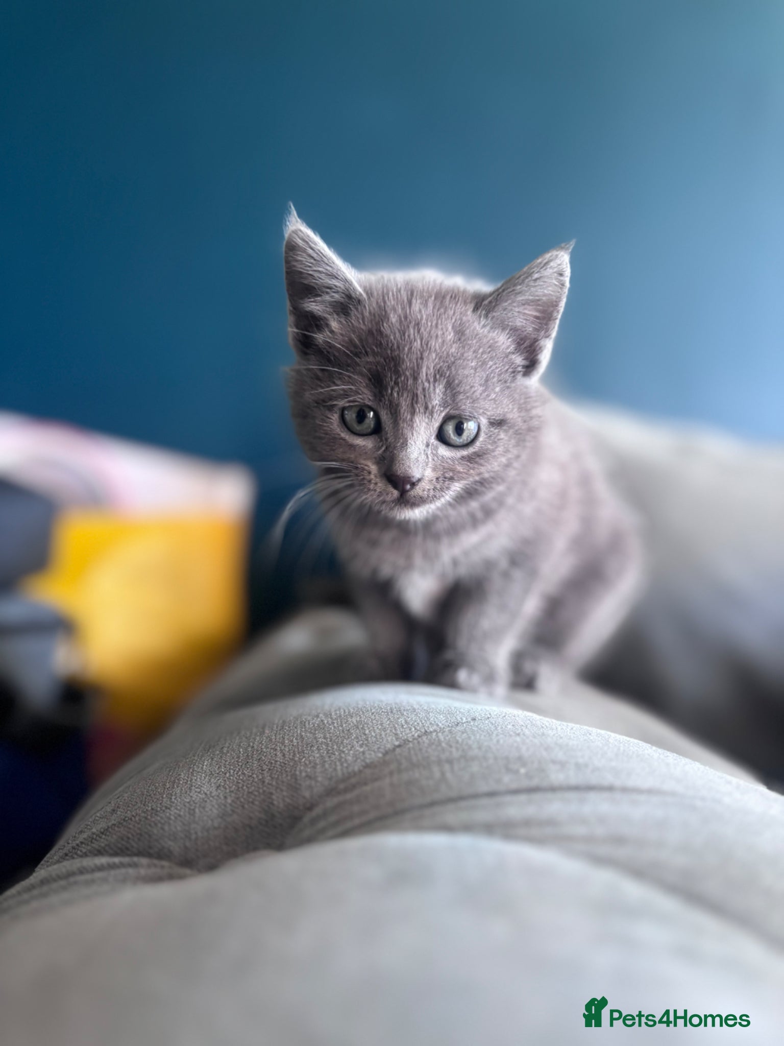 Domestic Shorthair cats 🥰Grey Fluffy Girl kittens left - Advert 19