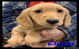 Miniature Dachshund dogs for sale: Beautiful Miniature Dachshunds. - Advert 9