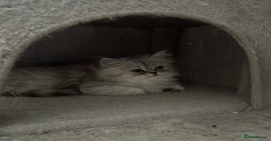 Persian cats - Advert 8