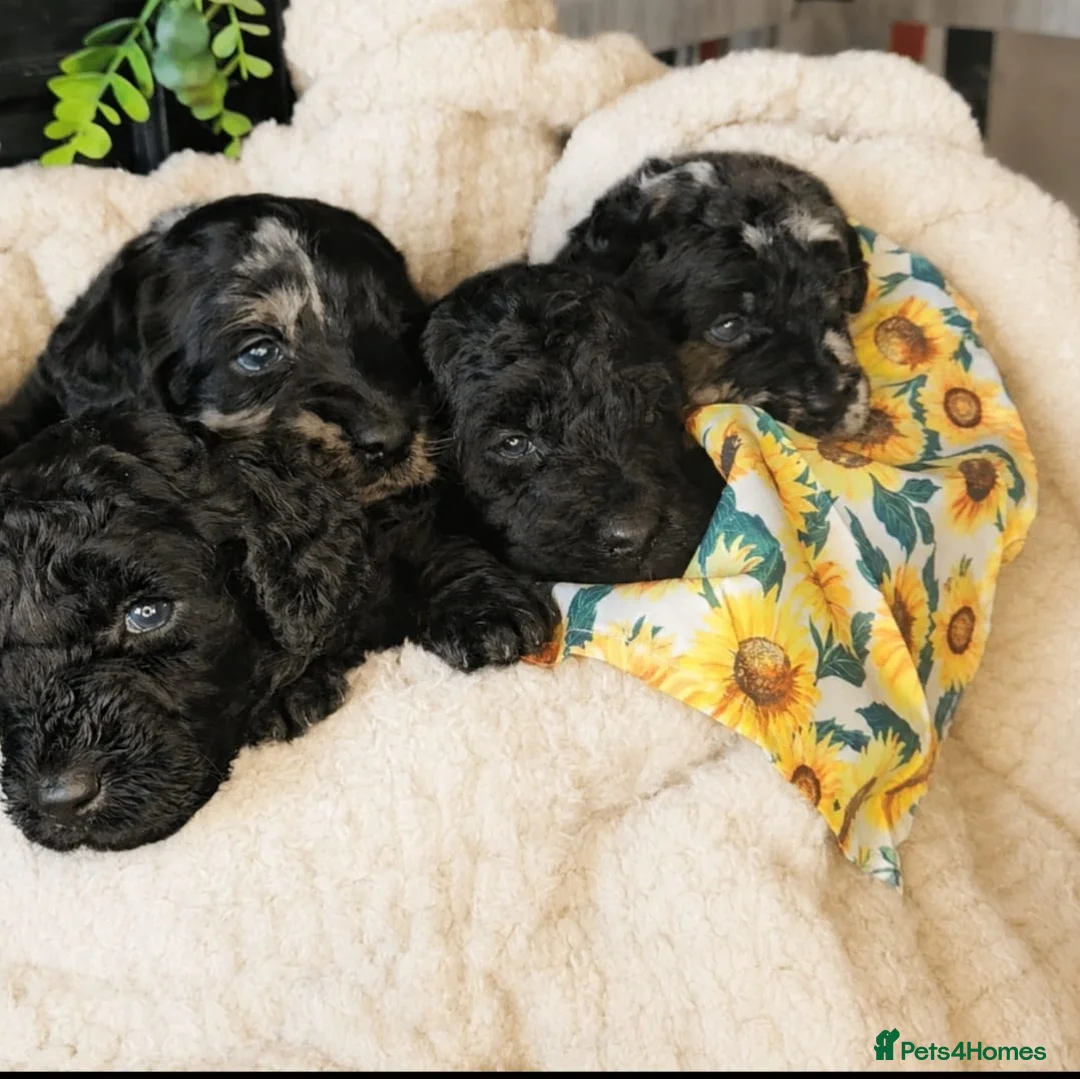 Labradoodle dogs for sale: Exceptional F2B MIDI Teddybear Labradoodles - Advert 1