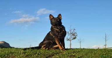 German Shepherd dogs Top quality GSD Female for sale - Advert 3