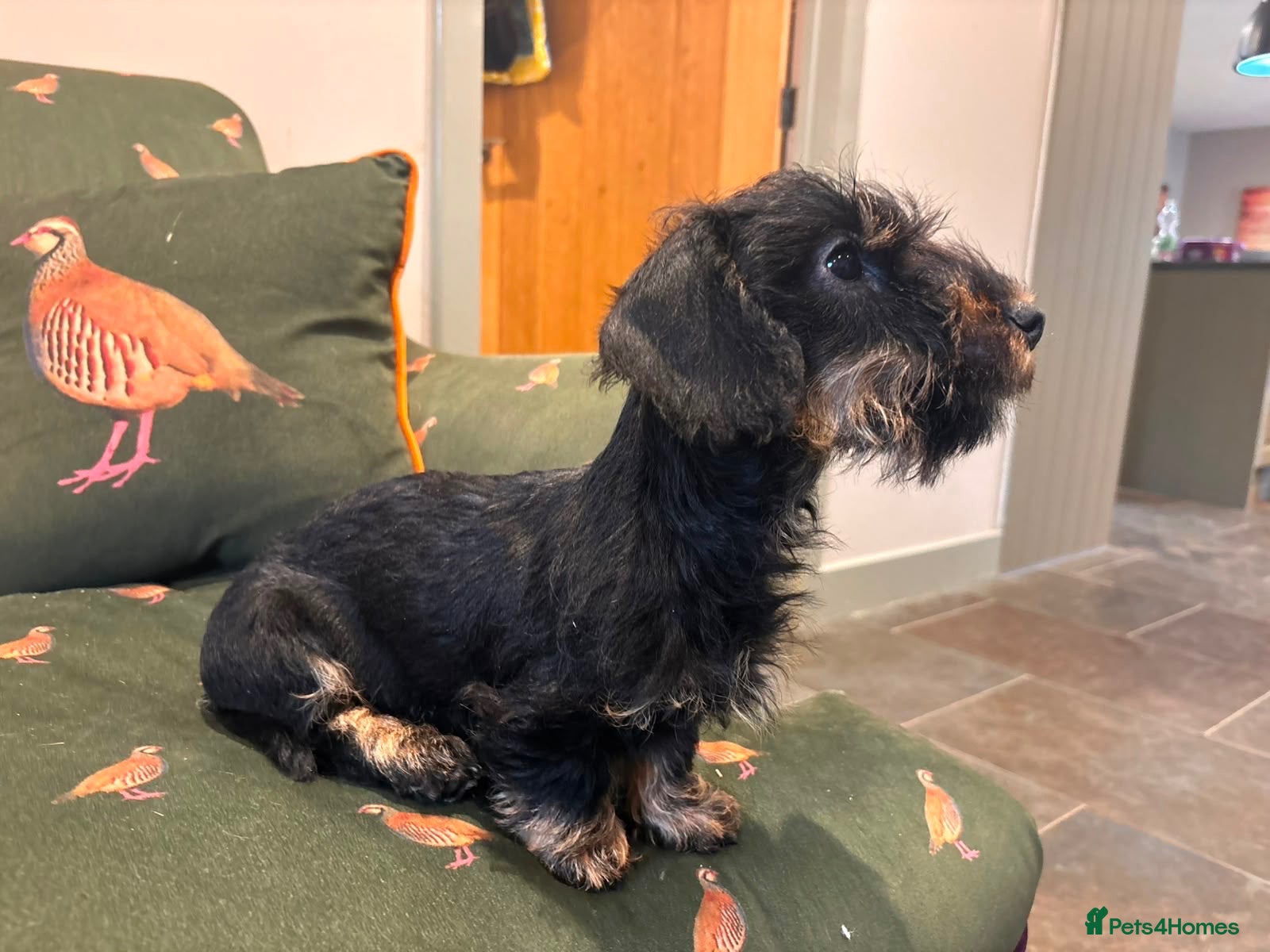 Miniature Dachshund dogs Lovely Miniature Wired hair dachshund male  - Advert 1