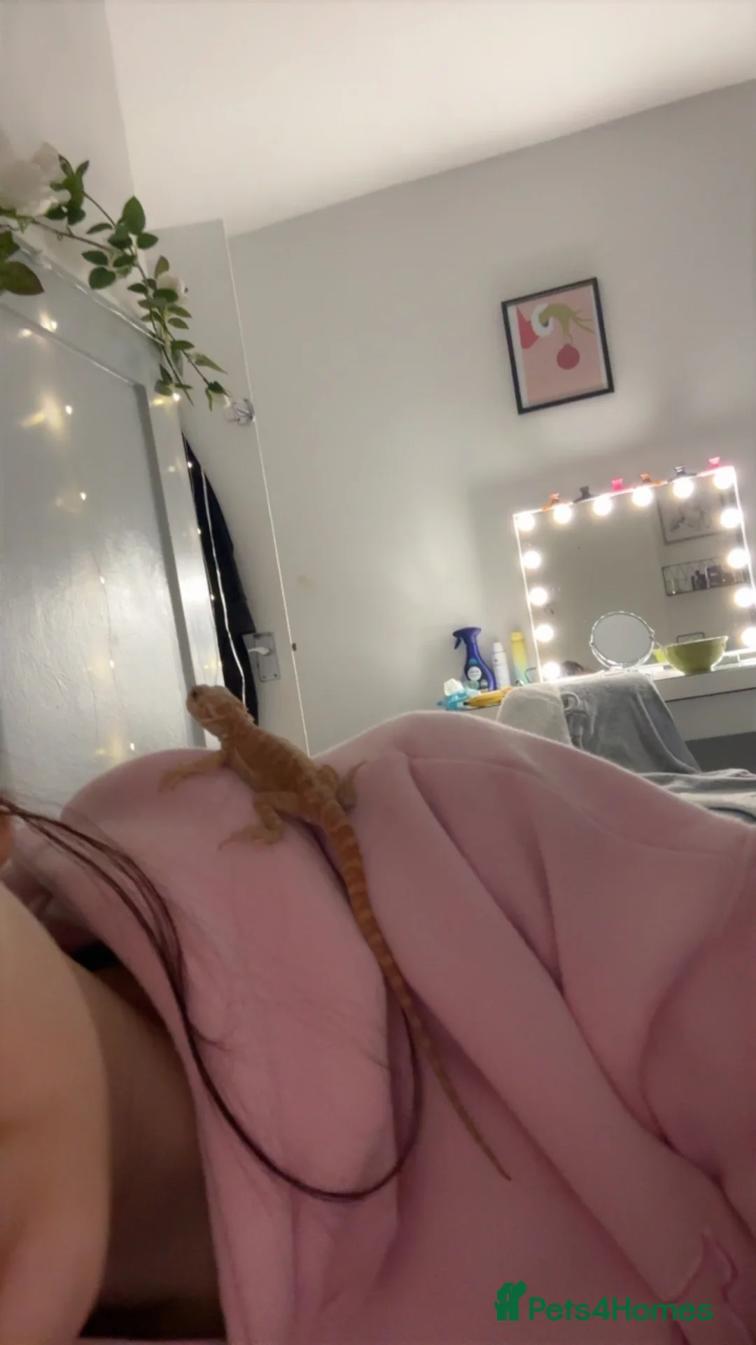 Bearded Dragon reptiles for sale: baby bearded dragon  in Deeside - Advert 4