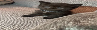 British Shorthair Kitten 6