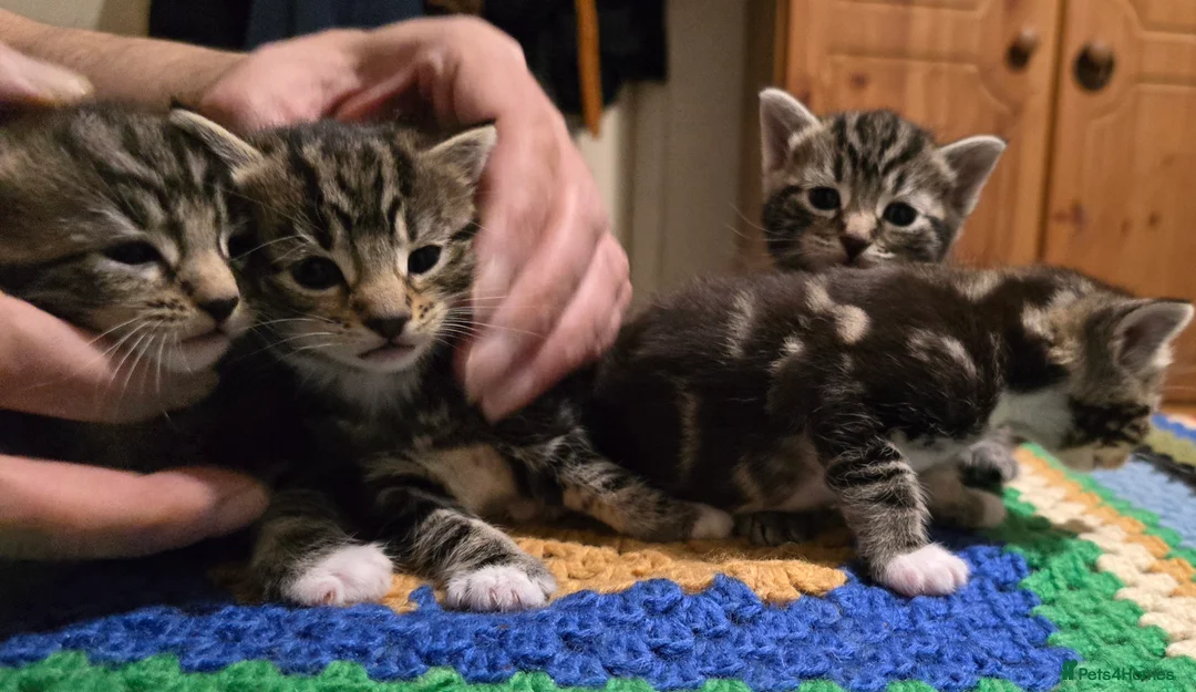 Bengal cats for sale: Beautiful Bengal Kittens For Sale  - Advert 3