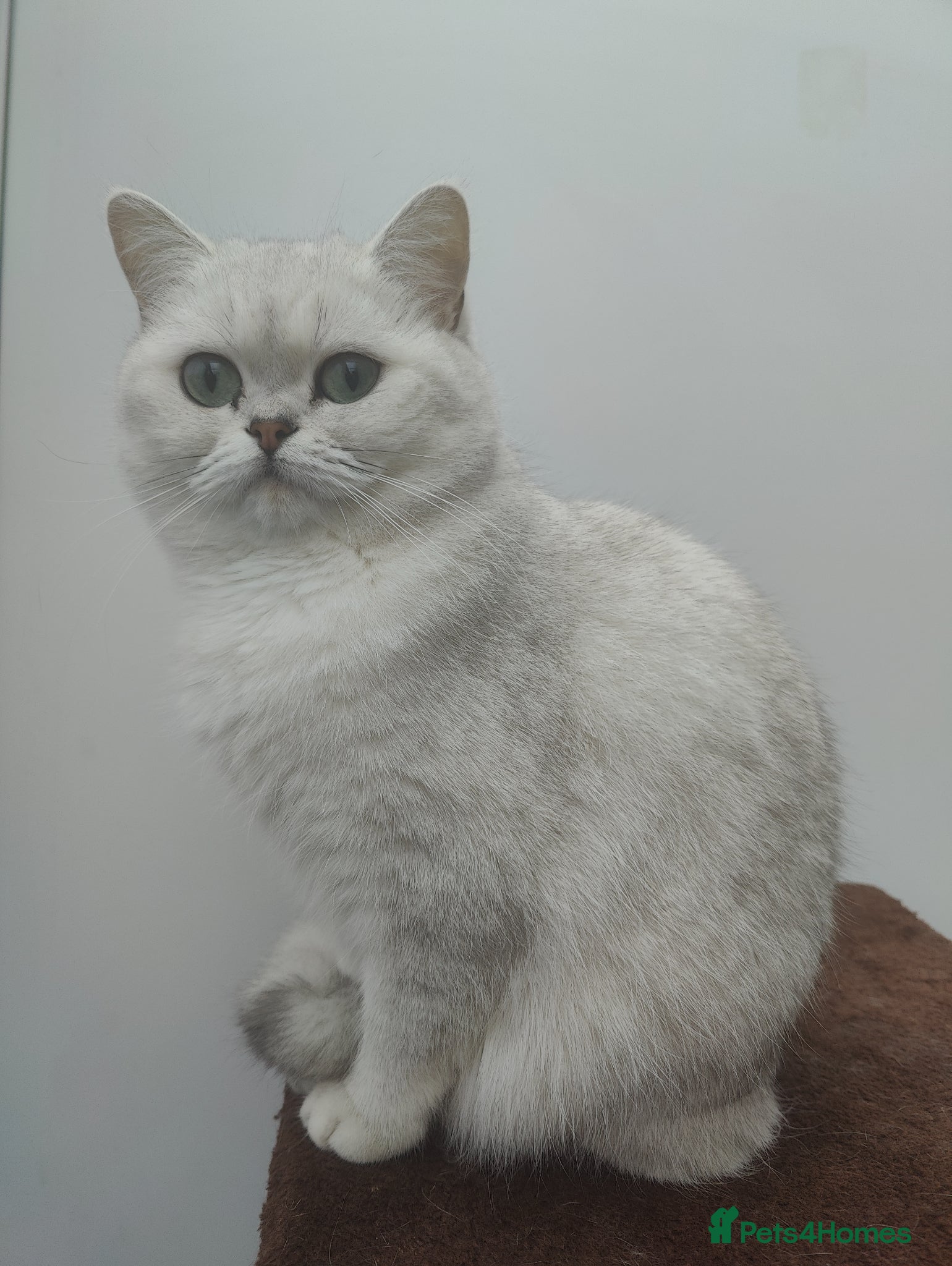 British Shorthair cats Beautiful British Shorthair Kittens for Sale 🐾 - Advert 15