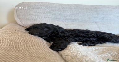 Cockapoo dogs - Advert 16