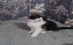 Ragdoll cats for sale: Ragdoll X Maine Coon  - Image 9