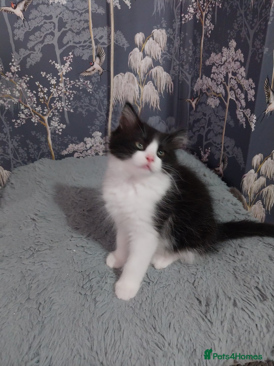 Ragdoll cats for sale: Ragdoll X Maine Coon  - Image 9