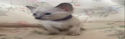 Siamese cats for sale: Full Siamese lilac/blue points kittens  - Advert 2