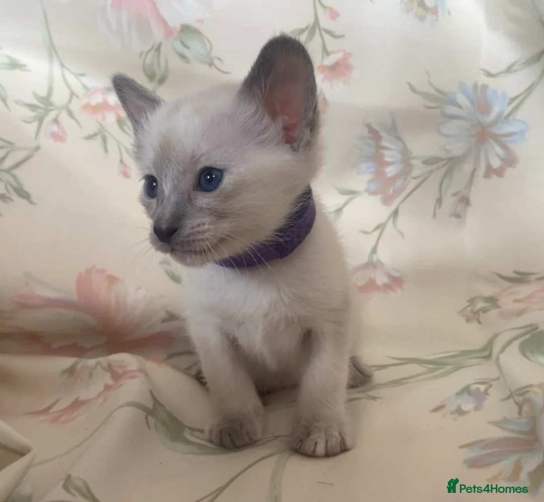 Siamese cats for sale: Full Siamese lilac/blue points kittens  - Advert 2