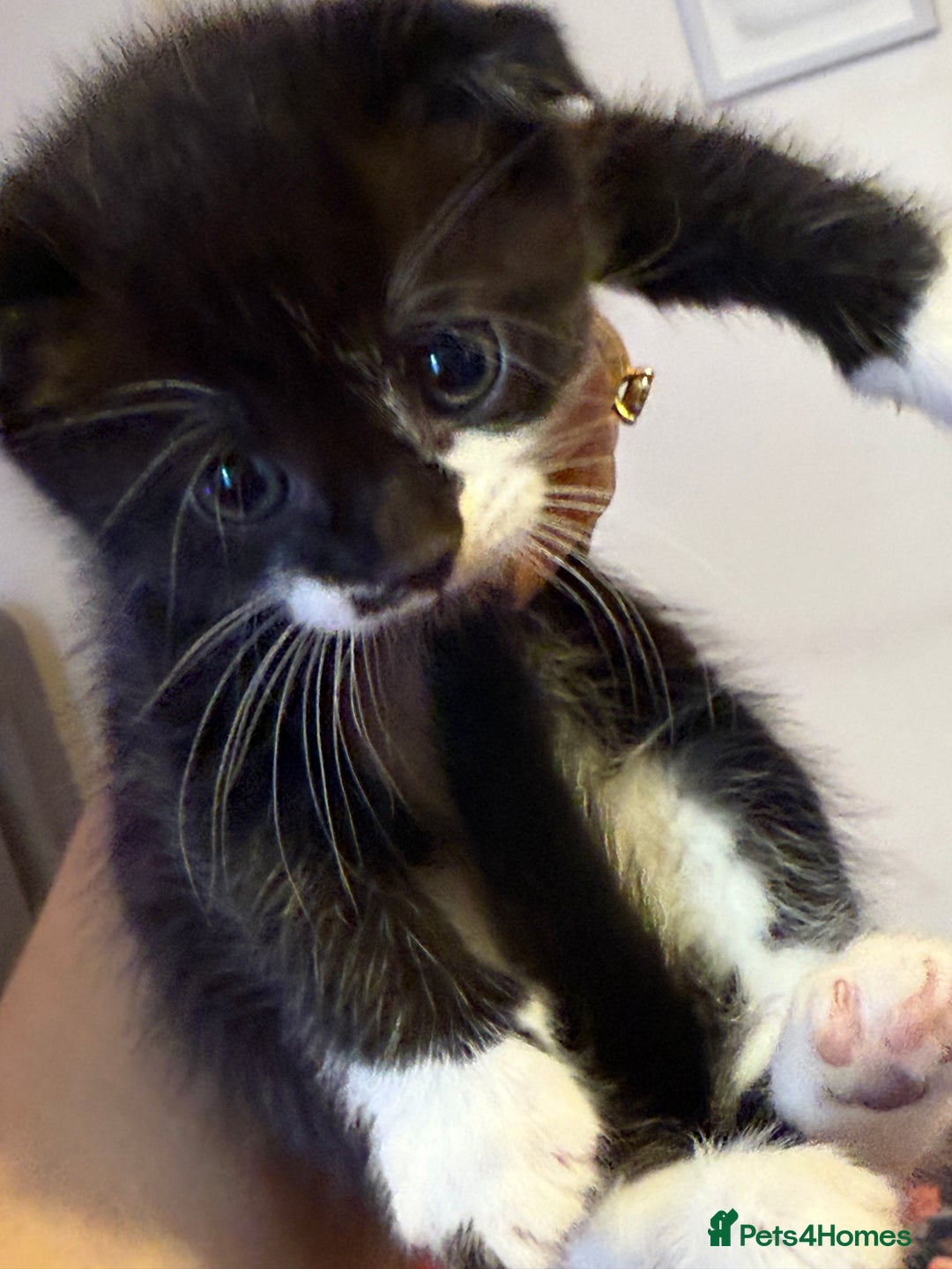 Scottish Fold cats for sale: Scottish fold mix with tabby .  - Image 18