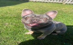 French Bulldog dogs for sale: Kc Male French bulldog  - Image 1
