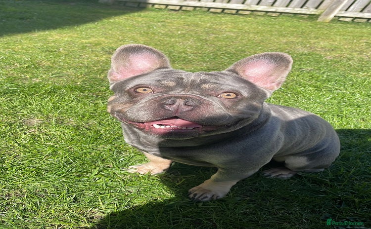 French Bulldog dogs - Advert 2