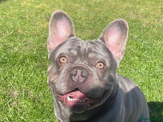 French Bulldog dogs - Advert 7