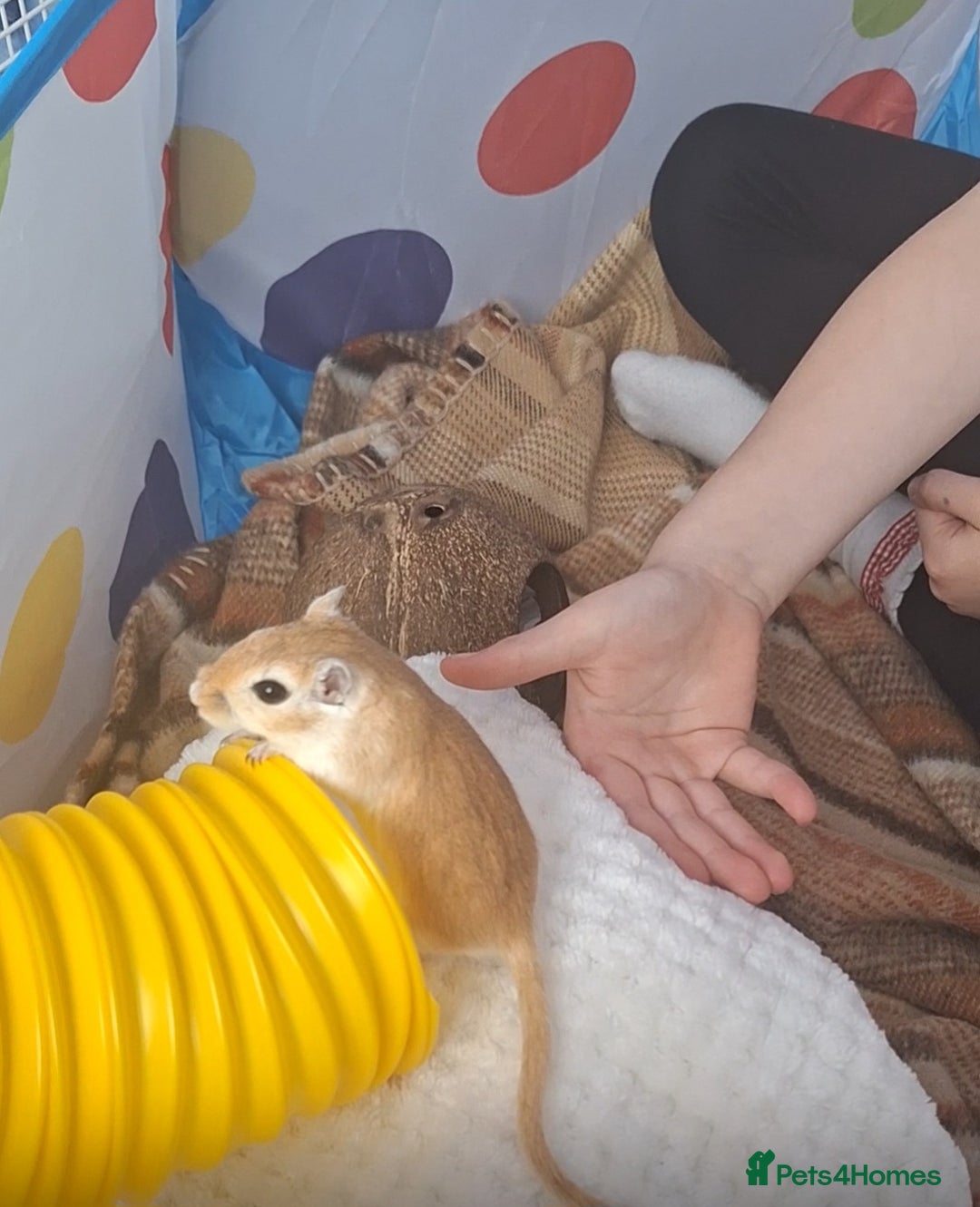 Gerbil rodents for sale: Pair of female gerbils. - Advert 1