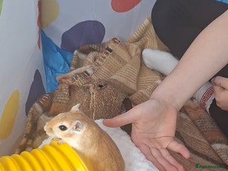 Gerbil rodents Pair of female gerbils. - Advert 1