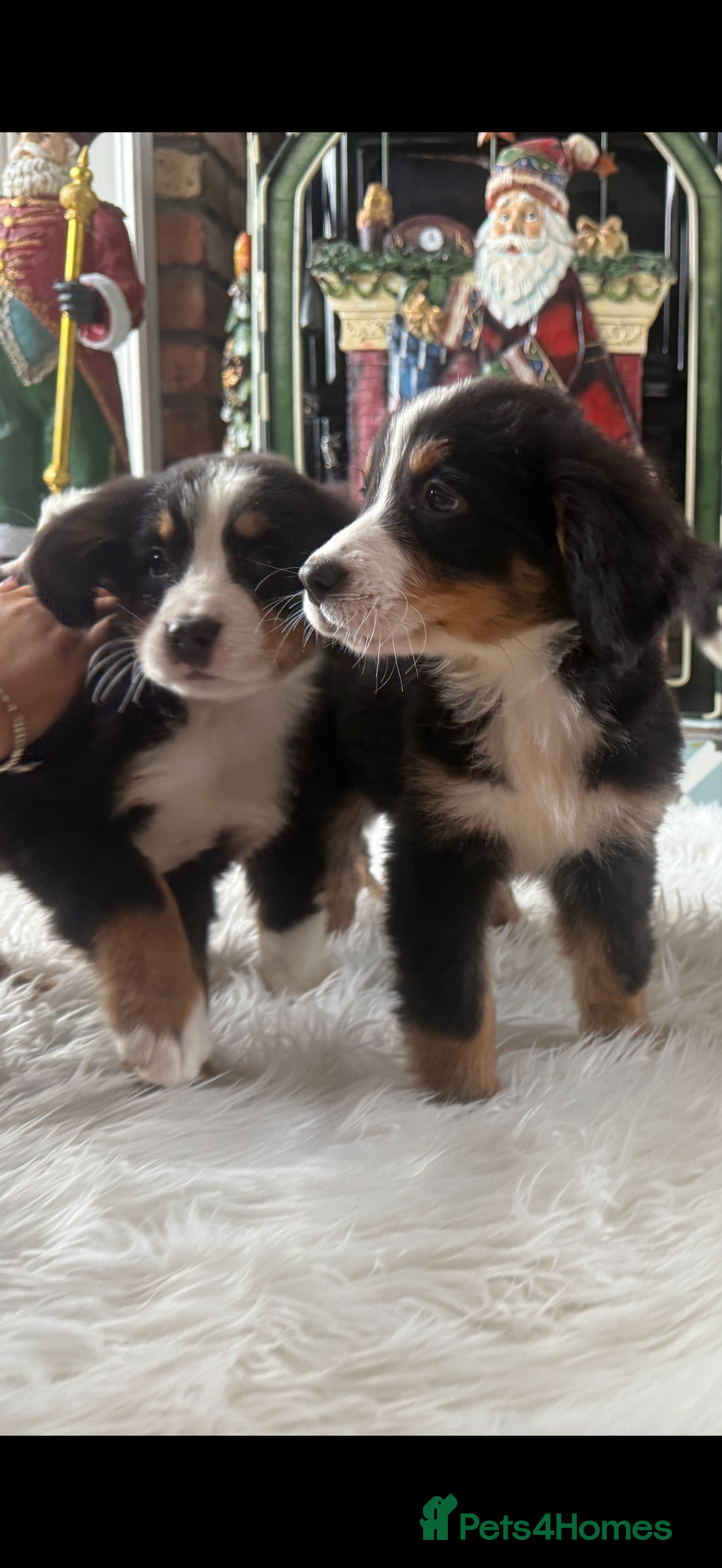 Bernese Mountain Dog dogs for sale: Bernese Mountain Dog Pups  - Advert 28
