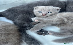 Scottish Fold cats for sale: Scottish fold kittens for sale  - Image 31