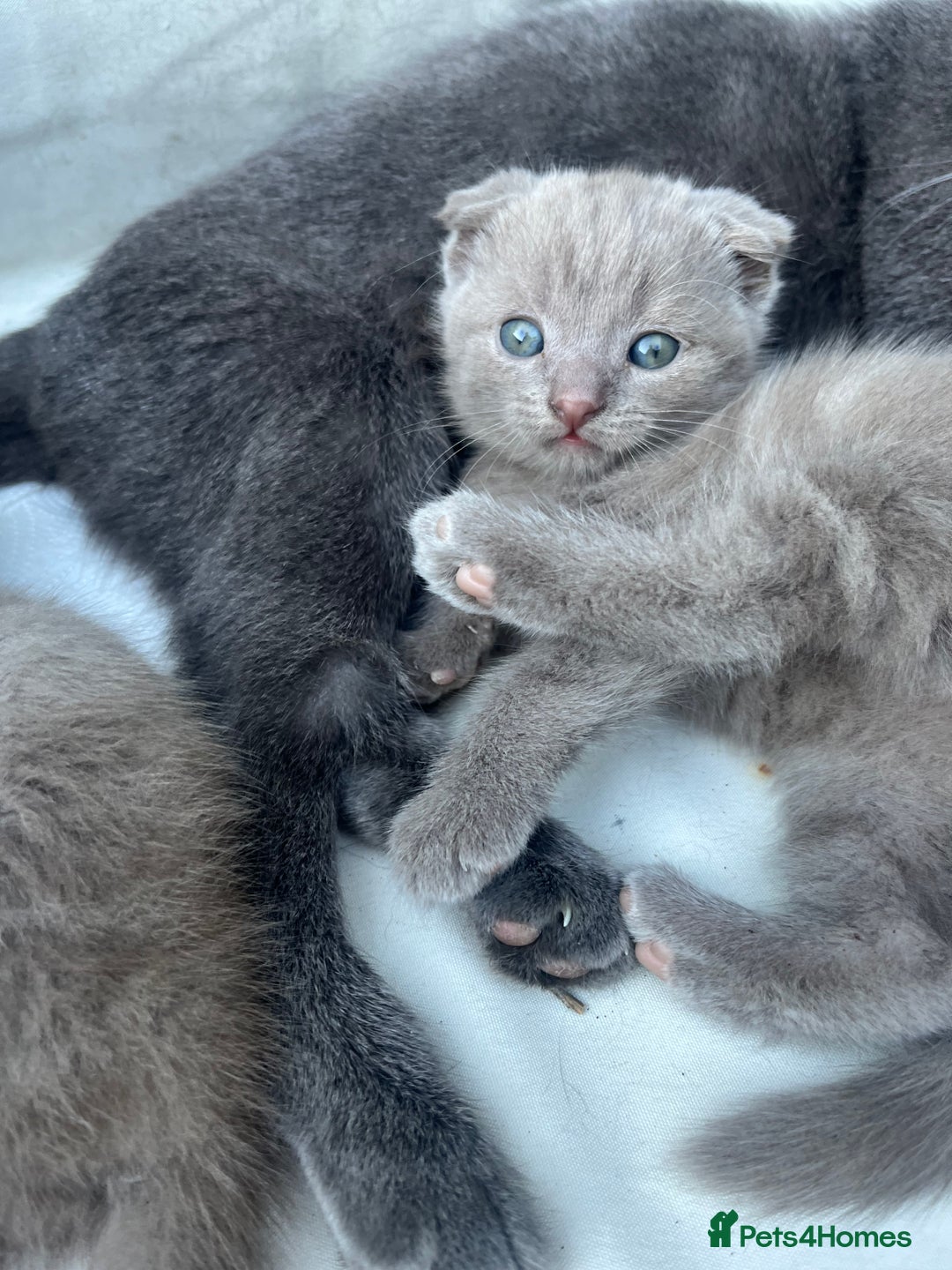 Scottish Fold cats for sale: Scottish fold kittens for sale  - Image 31