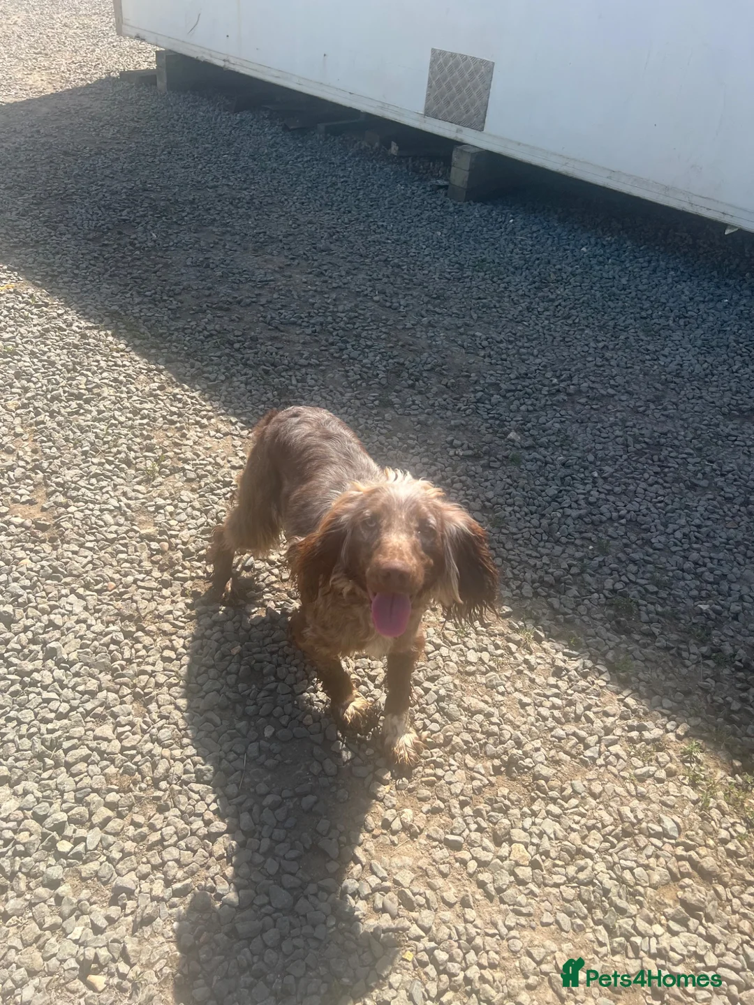 Cocker Spaniel dogs for sale: Cocker spaniel  - Advert 14