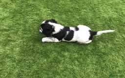 Cocker Spaniel dogs for sale:  show cocker puppy.KC reg. AMS.PRA. & FN clear. - Image 24