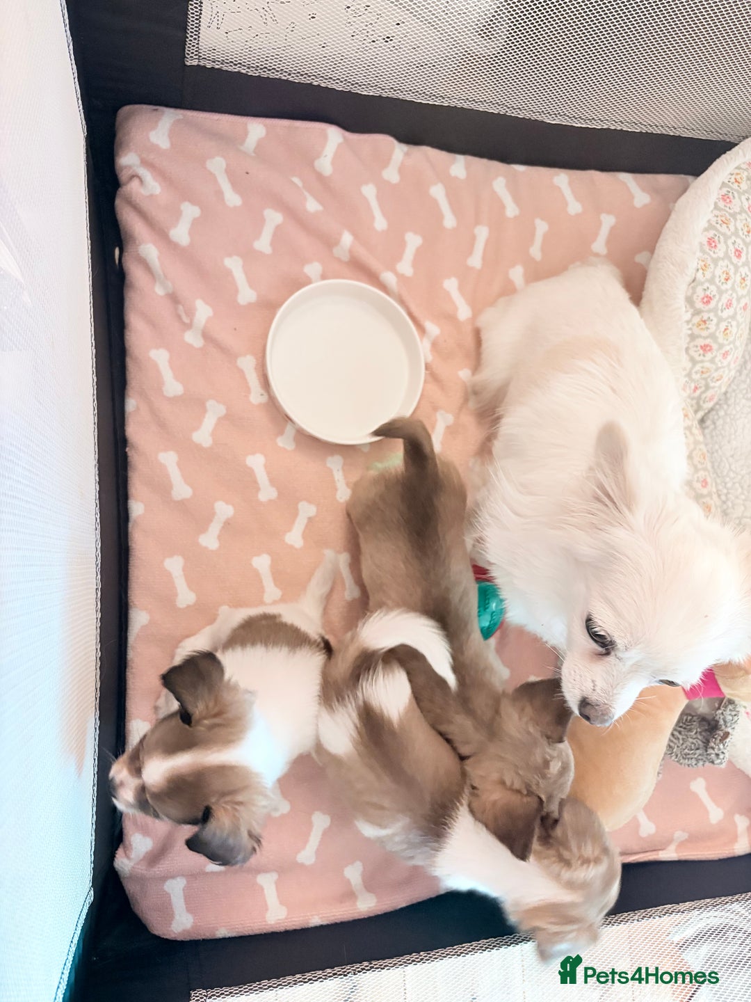 Mixed Breed dogs for sale: Stunning miniature toy chiweenie pups male female - Advert 2