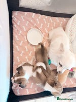 Mixed Breed dogs Stunning miniature toy chiweenie pups male female - Advert 3