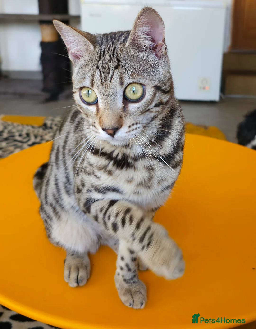 Bengal cats for sale: Gorgeous Brown Rosetted Boy Available  - Advert 10