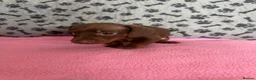 Dachshund dogs for sale: 🐾 Gorgeous Mini Dachshund Puppies-Come meet them! - Advert 10
