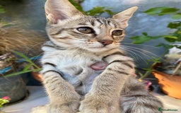 Savannah cats for sale: PDGREE BROWN SPOT  LOVIN SAVANNAH GIRL F5SBT - Image 4