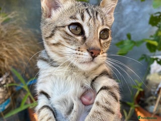 Savannah cats PDGREE BROWN SPOT LOVIN SAVANNAH GIRL F5SBT - Advert 3