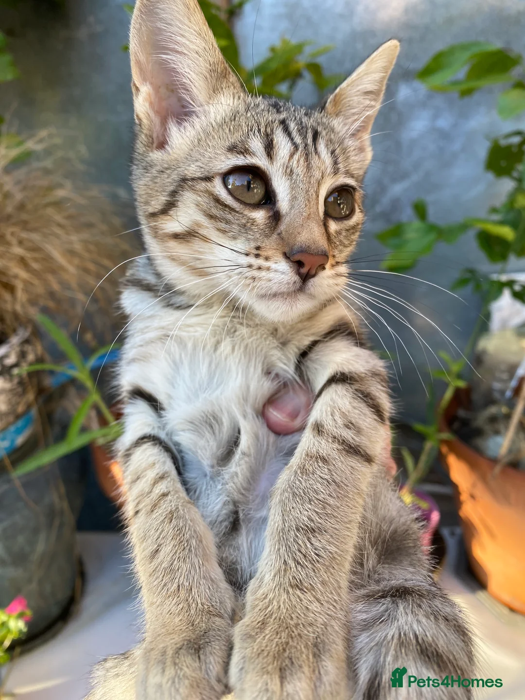 Savannah cats for sale: PDGREE BROWN SPOT  LOVIN SAVANNAH GIRL F5SBT - Advert 2