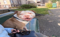 Mixed Breed dogs for sale: Kyro  - Image 4