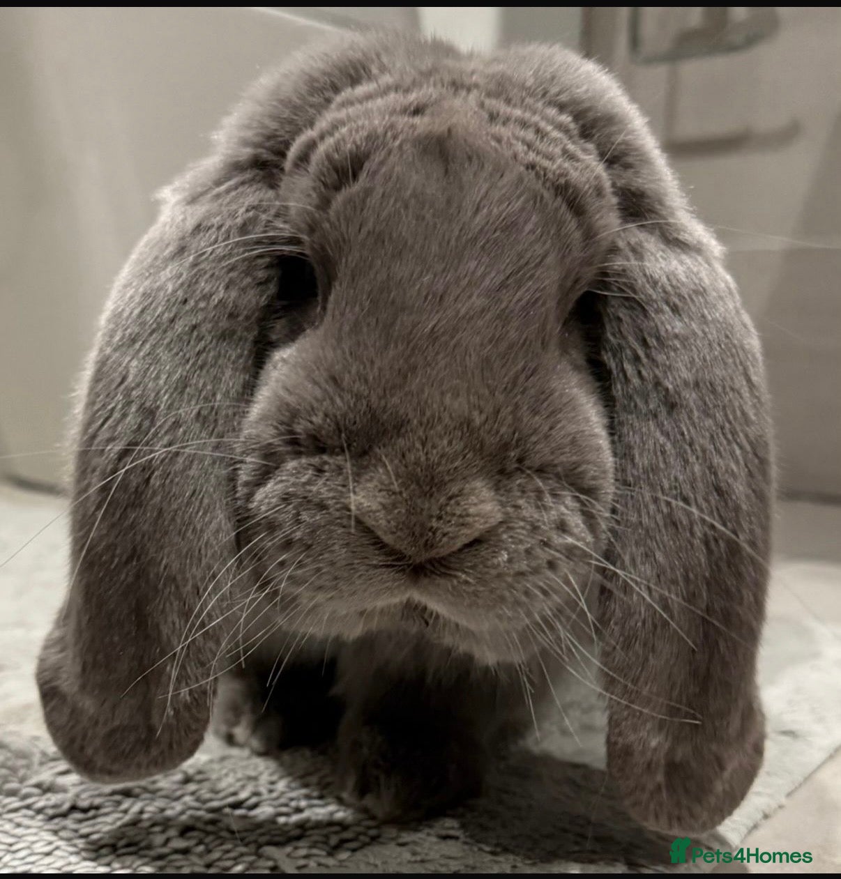 French Lop rabbits Lilac buck available  - Advert 1