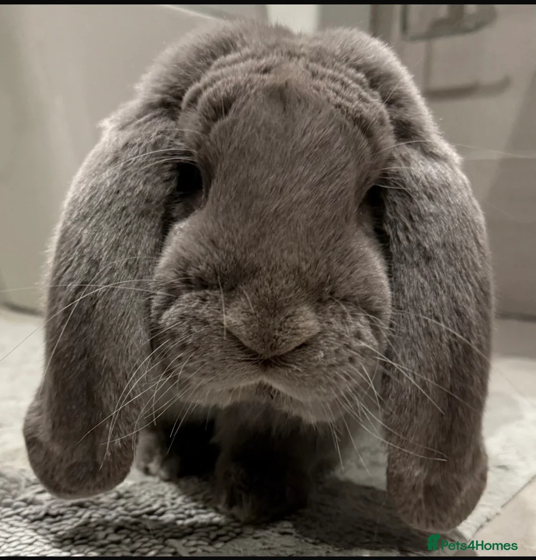 French Lop rabbits for sale: Lilac buck available  - Advert 1