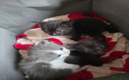 Ragdoll cats for sale: Ragdoll mix - Image 1