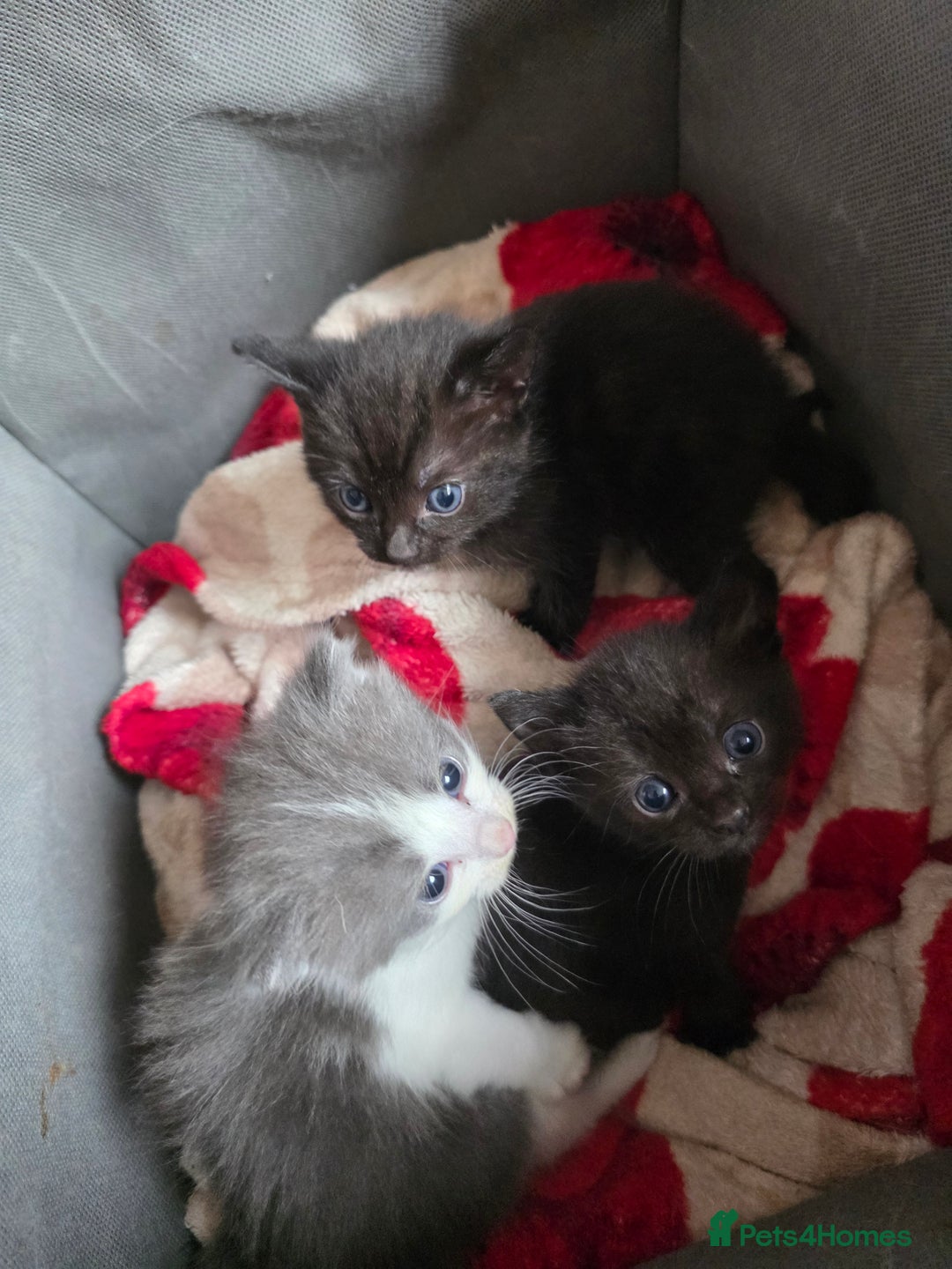Ragdoll cats for sale: Ragdoll mix - Image 1