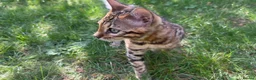 Bengal cats for sale: TICA Registered Bengal Kitten - Stunning Rosettes - Advert 7
