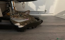 Bengal cats for sale: ✨ Loving Home Wanted for Beautiful Bengal-Tabby ✨ - Image 7
