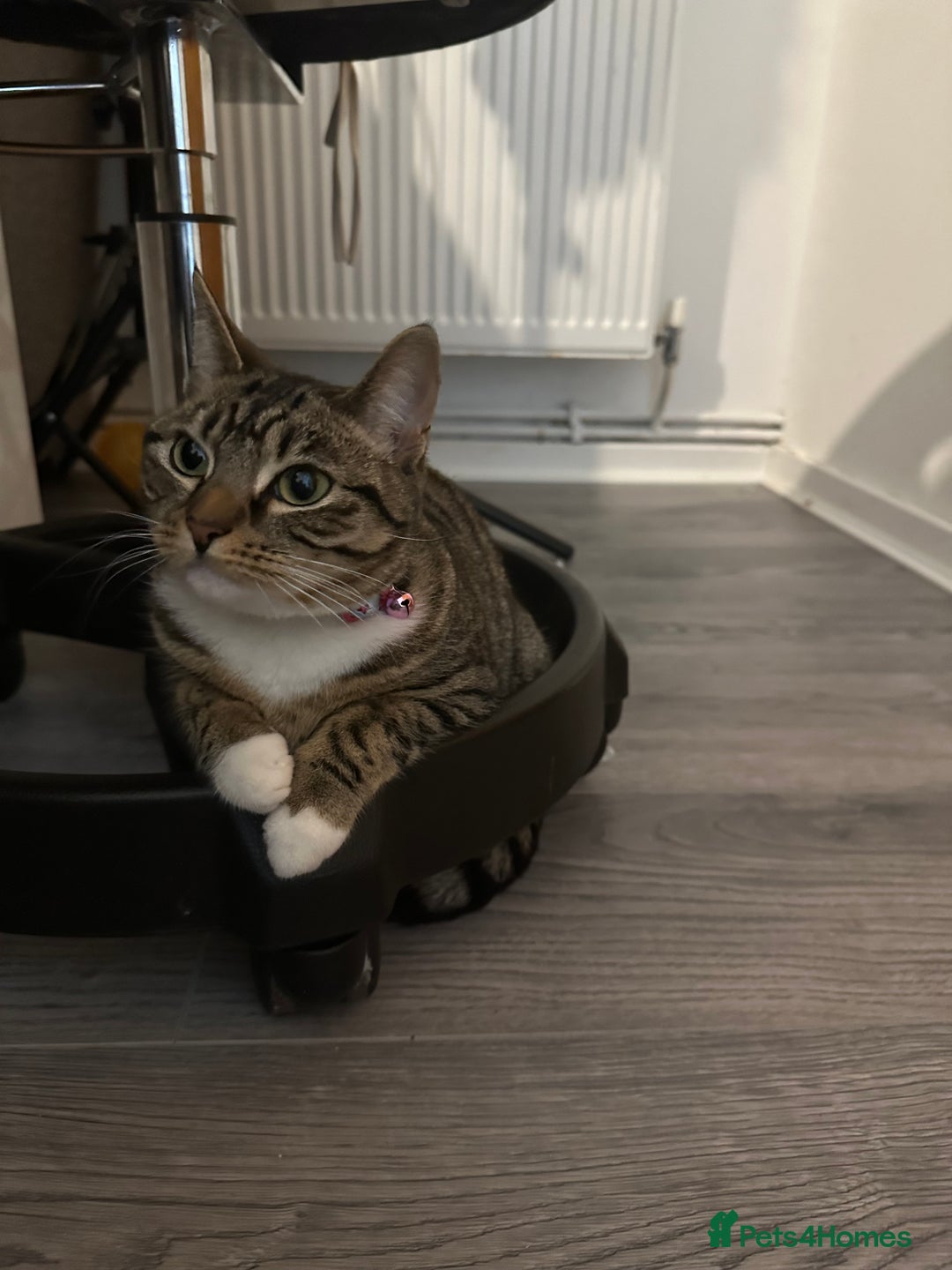 Bengal cats for sale: ✨ Loving Home Wanted for Beautiful Bengal-Tabby ✨ - Image 7