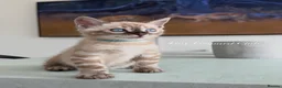 Bengal cats for sale: TICA Pedigree Bengals in Lynx and Silver Charcoal - Advert 17