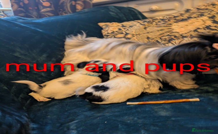 Biewer Terrier dogs Adorable Purebred Biewers  - Advert 4